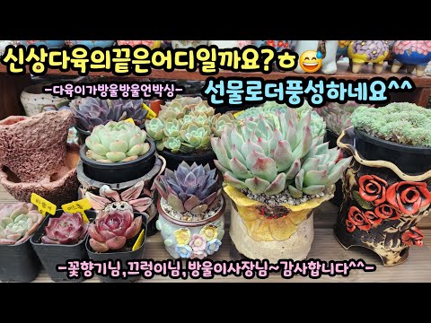 251220 I always find new succulents. Even the gifts are plentiful.^^ (Succulents are always there...