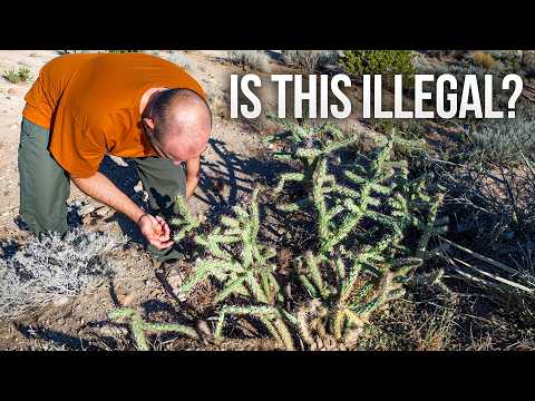 We Were Told to Burn This Plant... But Now It's The Solution