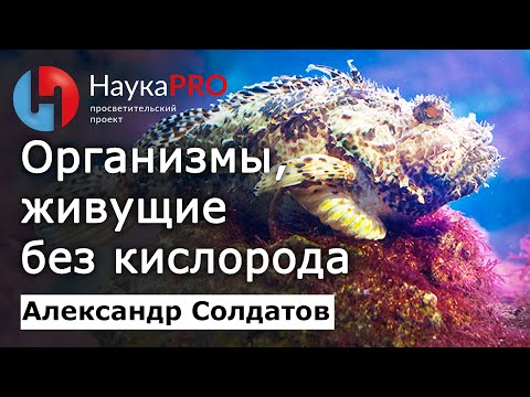 Организмы, живущие без кислорода – Александр Солдатов | Лекции по биологии | Научпоп