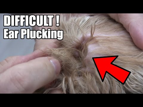 Extreme Dog Ear Plucking