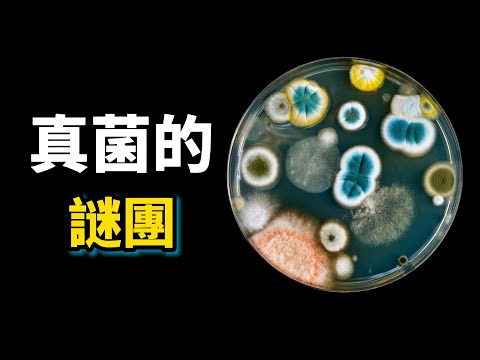 真菌之謎：輻射無法殺死的頑強生物，它們會發光，會吃掉活的昆蟲，還會淨化被石油污染的土壤，最昂貴的真菌63000美元一磅！