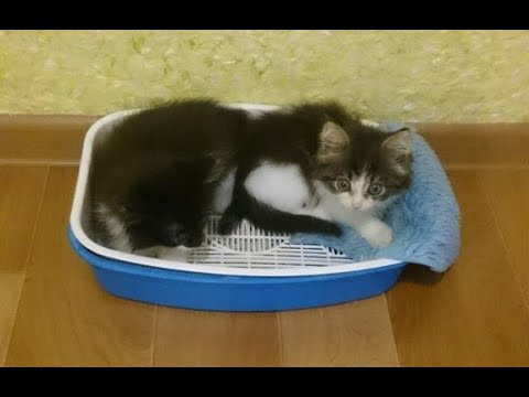 Кошка не ходит в лоток?! что делать!