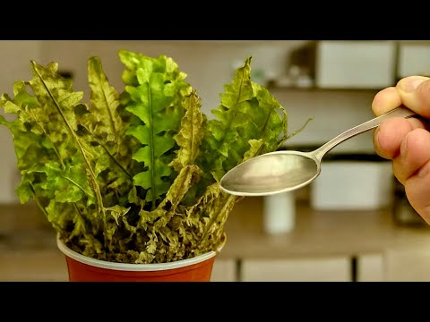 How to Revive Any Dying Fern With This Simple Trick (It Saved My Fern Boston!) 🌿