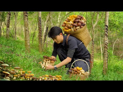 Harvesting mushrooms after the rain. Traditional method of growing mung bean sprouts