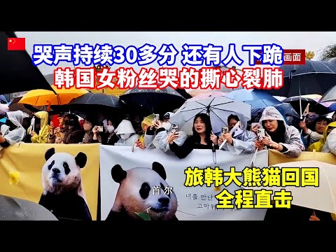 哭嚎声一片！韩国上万人送别旅韩大熊猫回国，“福宝”乘专机抵达成都/Giant panda "Fubao" returns to China, Koreans bid farewell in tears