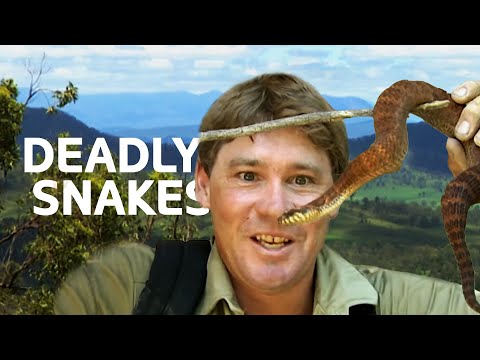 Steve Irwin Finds The Ten Deadliest Snakes In The World | Wildlife Documentary