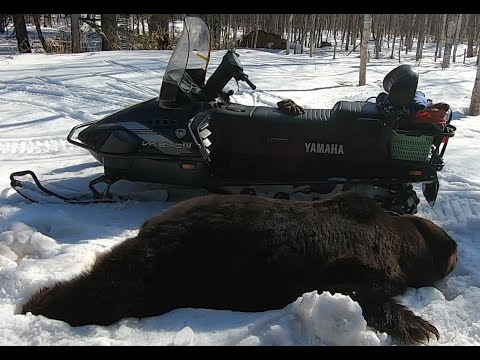 【ヒグマ】約300kgの大物を捕獲。追跡から捕獲までを撮影【有害鳥獣駆除】
