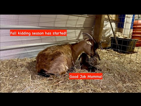 Spitfire has delivered her first set of twins!