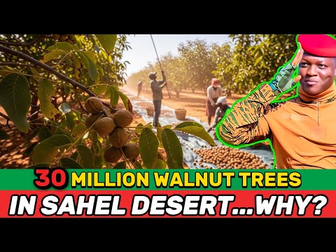 What’s Really Behind Burkina Faso’s “30 Million Walnut Trees” Plan for the Sahel?