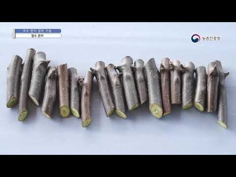 2019 농업기술동영상_31. 과수 펀치 접목 기술