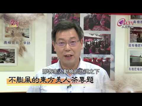 不膨風的東方美人茶 ~ 戴忠仁的國寶檔案