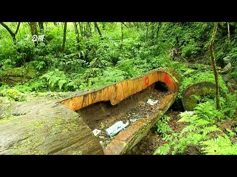 【森林保育】檜木鄰｜誰偷了我們的樹 (我們的島 第807集 2015-05-11)