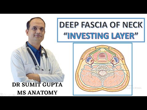 DEEP CERVICAL FASCIA : INVESTING LAYER