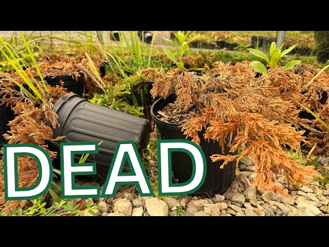 6 Reasons WHY your nursery business WILL FAIL.