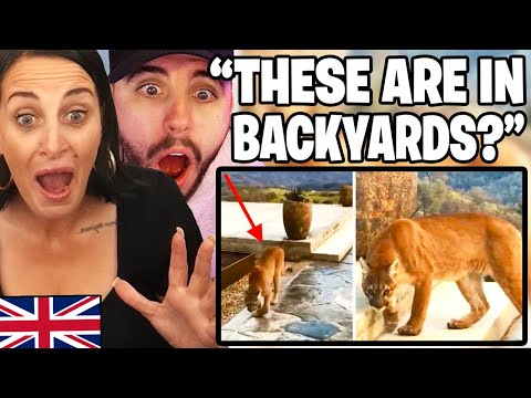 British Mum Reacts to Deadly Animals Lurking in American Backyards