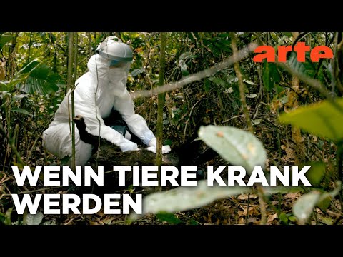 Epidemien in freier Wildbahn - Wie Tiere mit Seuchen umgehen | Doku HD Reupload | ARTE