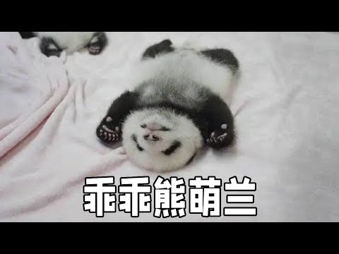 Meng Lan Xiao I was clever and smart at that time. Basically  the keepers who took him liked him ve