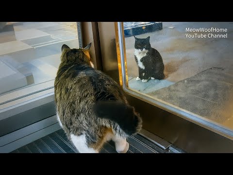 The Stray Cat That Sat Outside the Glass Every Night, Waiting for a Door to Finally Open for Him