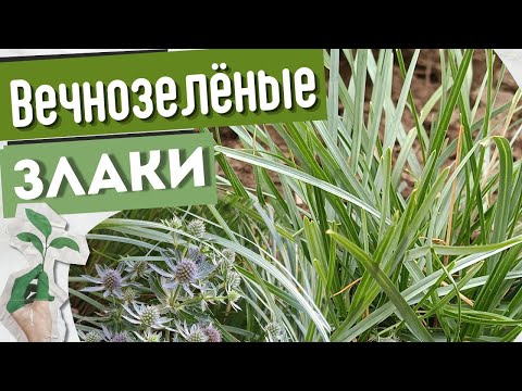 Сборник вечнозелёных декоративных трав для сада. Обзор сортов и вид злаков в композициях в цветнике.