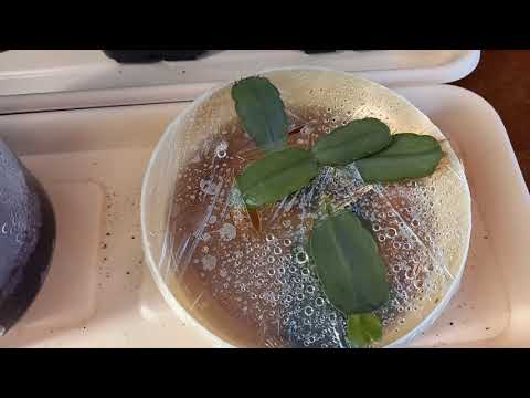 5 способов 100 '/.  укоренения черенков рипсалидопсиса в одном ролике!