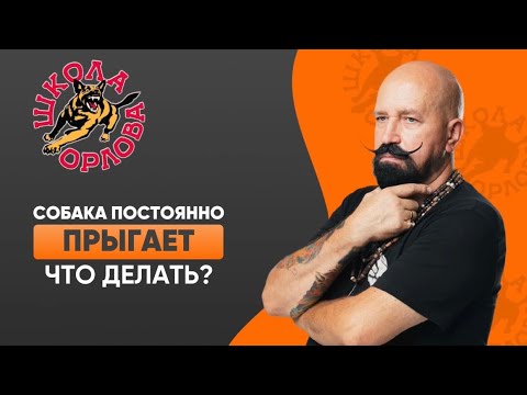 Что делать, если собака все время скачет от перевозбуждения?