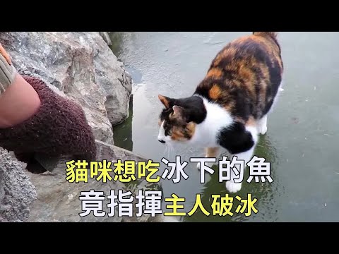 小猫在冰层下发现了一条大鱼,并指挥主人如何把鱼捞上来,这是成精了!【小奶狗观影】