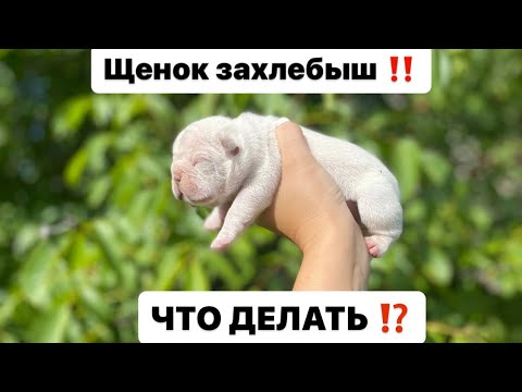 Щенок захлебыш ! Что делать с новорожденным !?