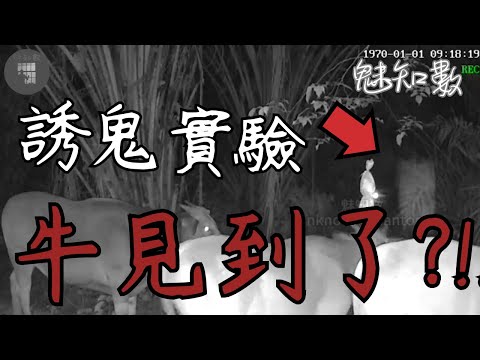 The cow's intuition was right; the ghost really appeared. TOP 10 Supernatural Horror Movies You'l...