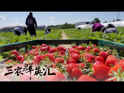 优质草莓种苗如何繁育？揭秘“草莓爸爸”的种植指南！丨「三农群英汇」20220719