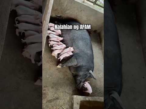 Gandang lahi ng AFAM. Puting puti kayo hahaha. Good job Mommy Pig! #piggery #farming #shorts #pig