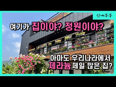 제라늄 나눔 이벤트 | 정원같은 집 | 제라늄 종류가 1000종?