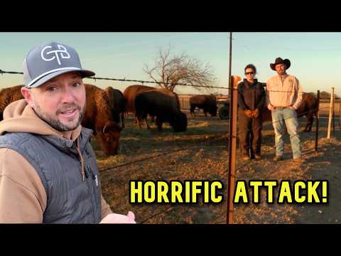 Someone Did the Unthinkable to Their Bison Cow!