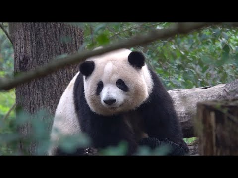 12.16花花没事就喜欢搞点小破坏，反正闲着也是闲着！完了还特别骄傲自豪，邪魅一笑😂