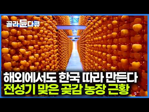 미국에서도 집집마다 따라 한다는 한국식 곶감. 어떻게 만드는지 공장을 찾아가봤더니｜곶감 최대 산지 상주 근황｜극한직업｜#골라듄다큐