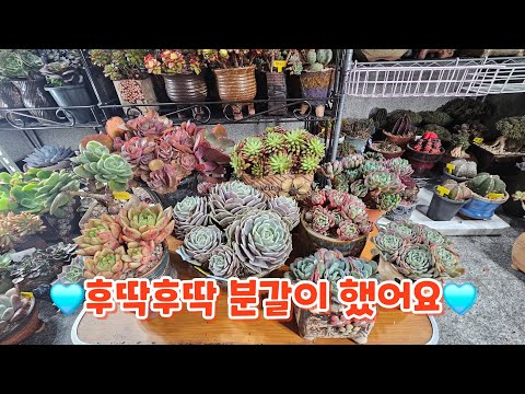  계단에 앉아 후딱 분갈이 해요~~😄