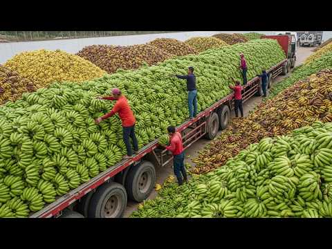 31 Harvests So Massive They Look Unreal – And They're Making Farmers Millions of Dollars