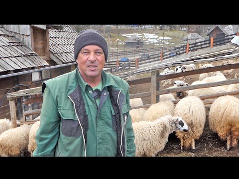 Držim ovce, krave, konje, vukove, medvjeda, zečeve, koze, patke, guske, lame, magarce, tornjake...