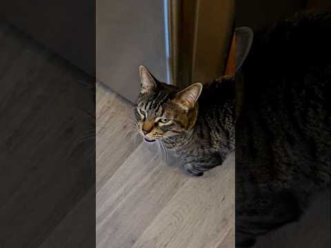 he's having none of it #cat #meow #work
