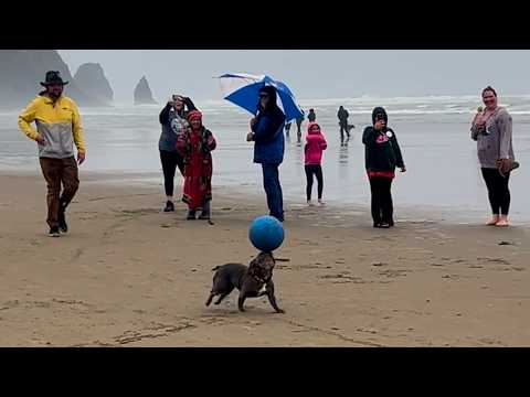 Adorable Animal Show Offs 🙀 | FUNNY Dog & Cats