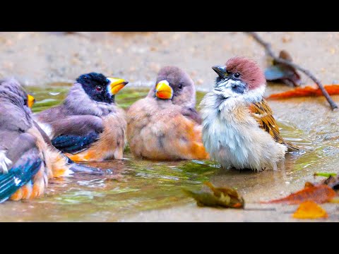 What Happens When a Small Creek Flows in a City Park