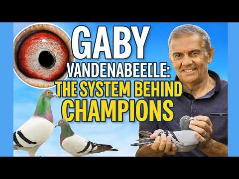 Why Vandenabeele Pigeons Win Everywhere:Full Story +Bloodlines, Secrets