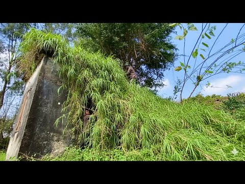 Mysterious House Overgrown with Grass of a Single Woman