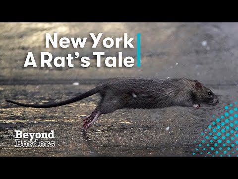 The race against rodents. How New York is going hard in its war on rats | Beyond Borders