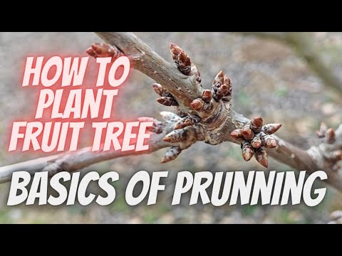 How to plant a cherry tree and basics of pruning