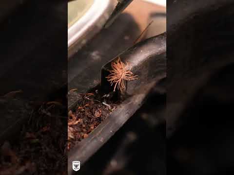 1987 BMW M6 first wash in 25 Years!