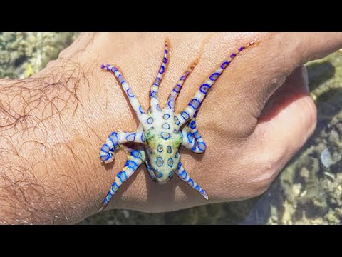 TOP 15: Les Animaux Les Plus Dangereux Du Monde