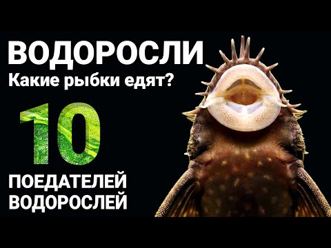 Какие аквариумные рыбы едят водоросли в аквариуме. 10 водорослеедов для аквариума. Против водорослей
