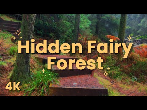 Rainy winter forest walk🌲🌧️ | Rain & river ambience for focus & sleep🌙 | Rostrevor, Ireland