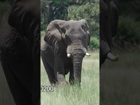 Mit Sony 400-800 in Namibia