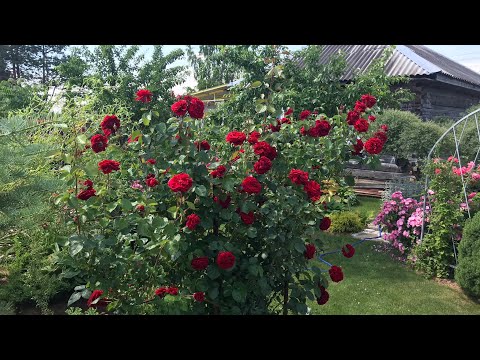 💐🍁Осенняя обрезка плетистых роз🌹 КЛАЙМБЕРЫ и РАМБЛЕРЫ.🌹✂️